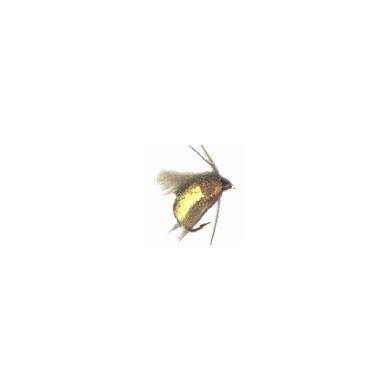Fly CDC Generic CADDIS EMERGER YELLOW (10-12-14)