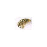Fly GOLD HEAD TAN SHRIMP STANDARD Hook 10