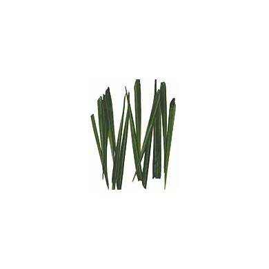 TURKEY STONE FLY WINGS