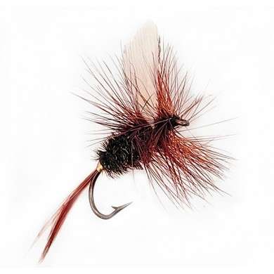 Mouche Dry COACHMAN (10-12-16)